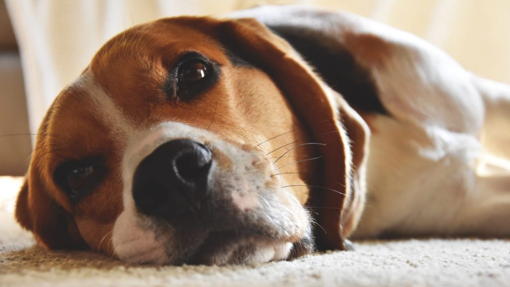 Masalah Kesehatan Pada Anjing Beagle