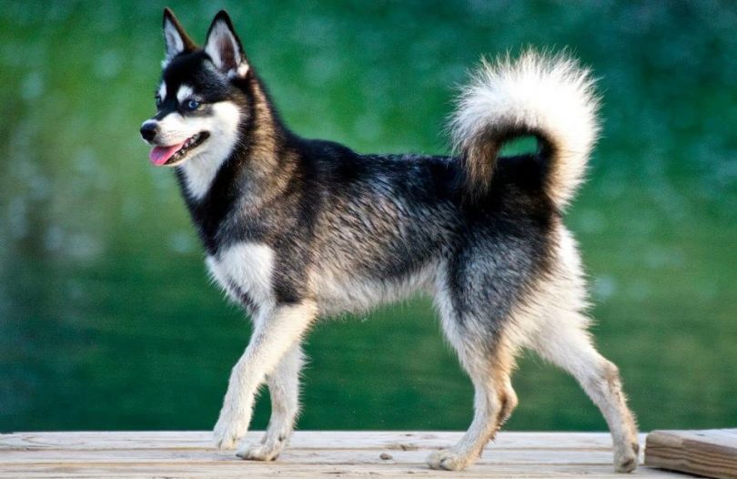 Ras Anjing-anjing Kecil Terbaik di Dunia