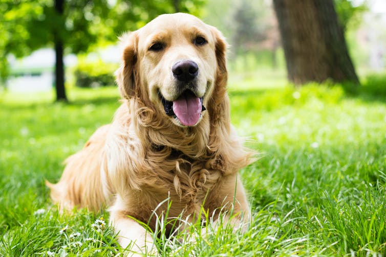 Sembilan Ras Anjing Berisiko Lebih Tinggi Terkena Sengatan Panas